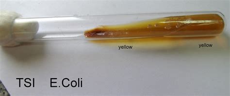 e coli in tsi